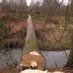 Zdravý oddenek, průměr v místě řezu 110cm.